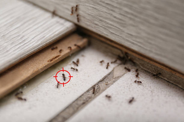 Wildlife Control Services in Northlake, TX