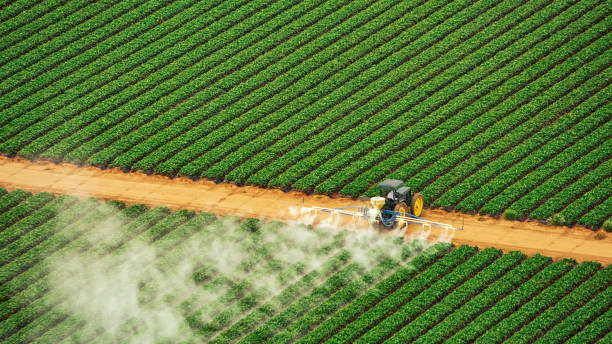 Wasp Removal Services in Northlake, TX