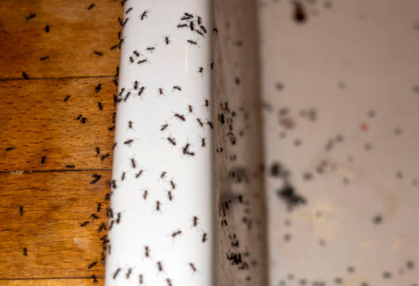 Best Wildlife Control Services  in Northlake, TX